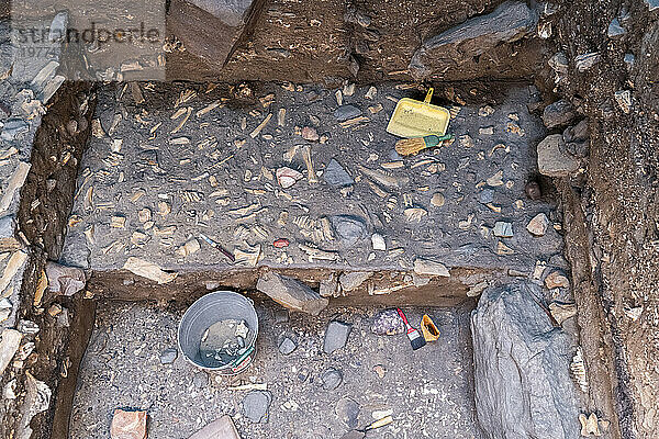 Büffelknochen im Museum der UNESCO-Stätte „Head Smashed in Buffalo Jump“  Alberta  Kanada  Nordamerika