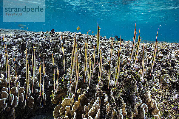 Ein Schwarm Gliedermesserfische (Aeoliscus strigatus) in ihrer üblichen Kopf-nach-unten-Formation vor der Insel Bangka  Indonesien  Südostasien  Asien