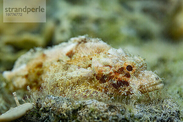 Ein ausgewachsener Drachenkopf (Scorpaenopsis oxycephalus)  getarnt in der Koralle  Kawe Island  Raja Ampat  Indonesien  Südostasien  Asien