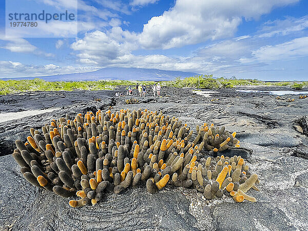 Lavakaktus (Brachycereus nesioticus)  im Pahoehoe-Lavafeld auf der Insel Fernandina  Galapagosinseln  UNESCO-Weltkulturerbe  Ecuador  Südamerika