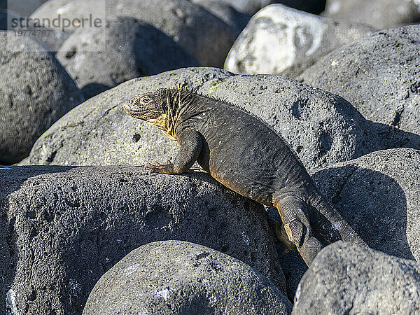 Ein ausgewachsener Galapagos-Landleguan (Conolophus subcristatus) sonnt sich auf North Seymour Island  Galapagos-Inseln  UNESCO-Weltkulturerbe  Ecuador  Südamerika