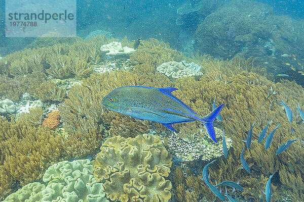 Ein ausgewachsener Blauflossen-Makrele (Caranx melampygus) am Riff von Batu Hatrim  Raja Ampat  Indonesien  Südostasien