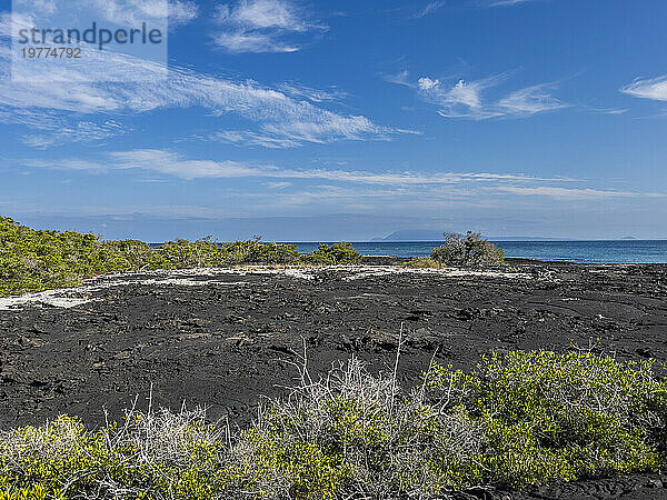 Pahoehoe-Lava auf der jüngsten Insel der Galapagosinseln  Insel Fernandina  Galapagosinseln  UNESCO-Weltkulturerbe  Ecuador  Südamerika
