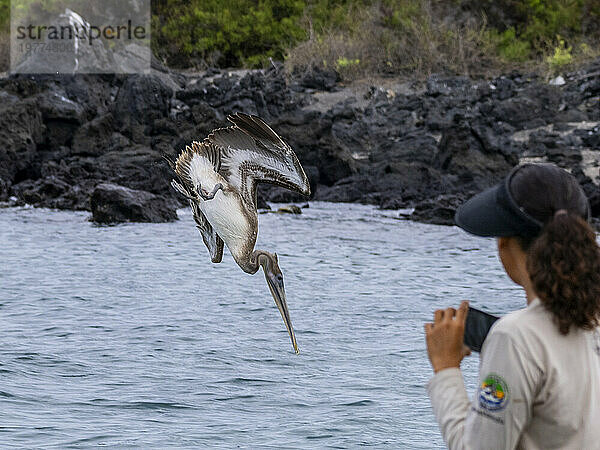 Jungbrauner Pelikan (Pelecanus occidentalis)  Tauchgang in der Bucht von Urbina  Galapagos-Inseln  UNESCO-Weltkulturerbe  Ecuador  Südamerika