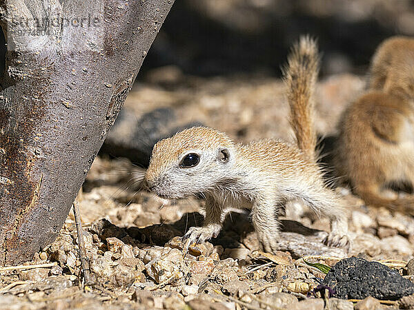 Rundschwanz-Ziesel (Xerospermophilus tereticaudus)  Brandi Fenton Park  Tucson  Arizona  Vereinigte Staaten von Amerika  Nordamerika