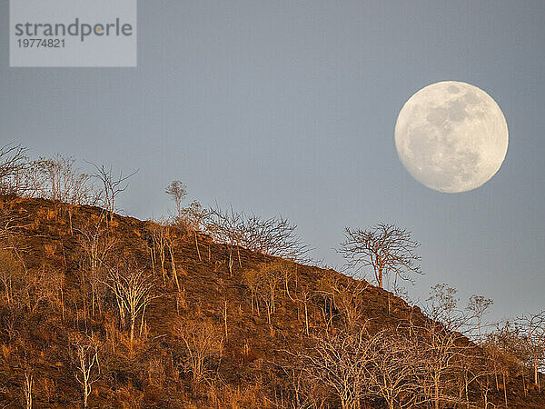 Superblauer Vollmond  der im Osten in der Bucht von Urbina  Galapagosinseln  UNESCO-Weltkulturerbe  Ecuador  Südamerika aufgeht