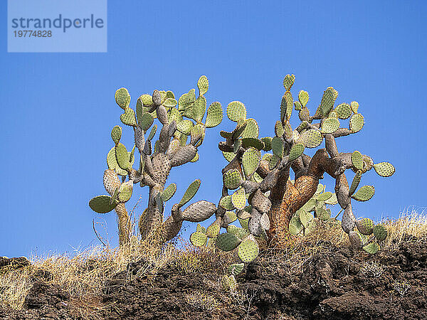 Opuntia-Kaktus (Opuntia galapageia)  Buccaneer Cove  Insel Santiago  Galapagos-Inseln  UNESCO-Weltkulturerbe  Ecuador  Südamerika