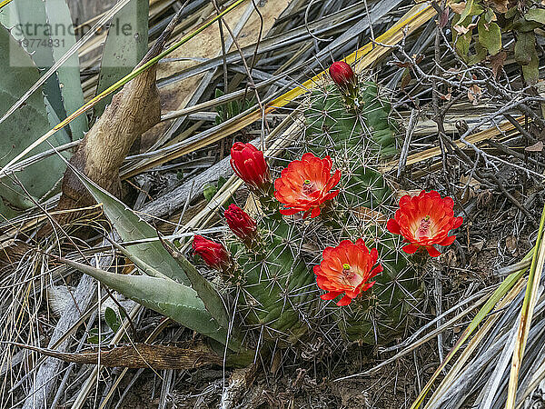 Ein blühender scharlachroter Igelkaktus (Echinocereus coccineus)  Big Bend Nationalpark  Texas  Vereinigte Staaten von Amerika  Nordamerika