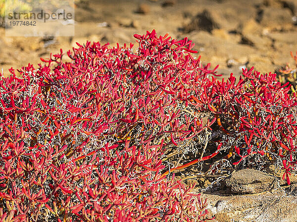 Galapagos-Teppich (Sesuvium edmonstonei)  Punta Pitt  Insel San Cristobal  Galapagos  UNESCO-Weltkulturerbe  Ecuador  Südamerika