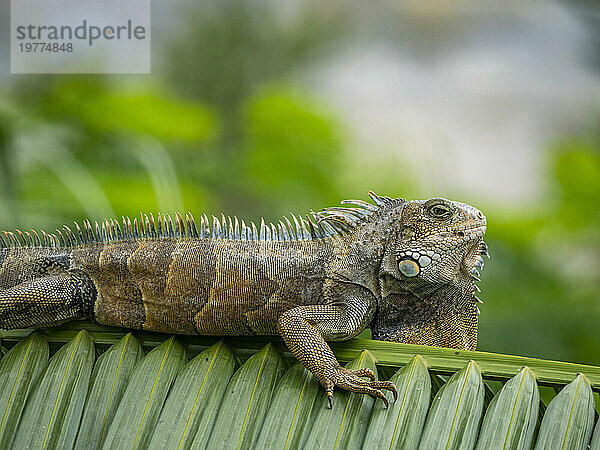 Ein erwachsener männlicher grüner Leguan (Iguana iguana)  der sich am Flughafen in Guayaquil  Ecuador  Südamerika  in der Sonne sonnt