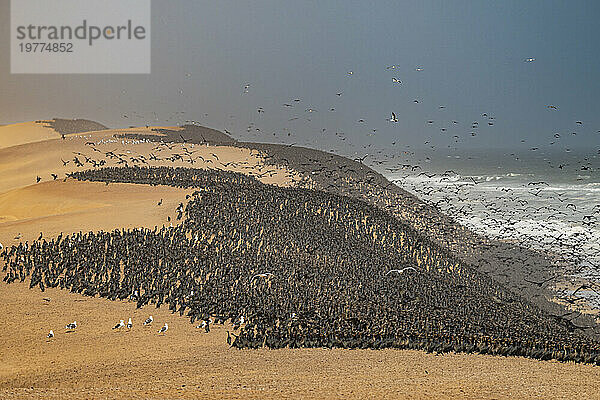 Riesige Anzahl von Kormoranen auf den Sanddünen entlang der Atlantikküste  Namibe-Wüste (Namib)  Iona-Nationalpark  Namibe  Angola  Afrika