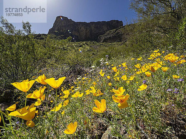 Blühende Wildblumen nach einer besonders guten Regenzeit im Picacho Peak State Park  Arizona  Vereinigte Staaten von Amerika  Nordamerika