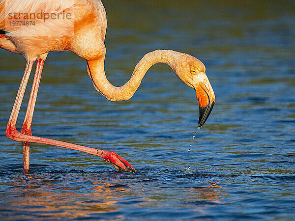 Ausgewachsener amerikanischer Flamingo (Phoenicopterus ruber) ernährt sich von Artesmia-Garnelen  Insel Rabida  Galapagosinseln  UNESCO-Weltkulturerbe  Ecuador  Südamerika