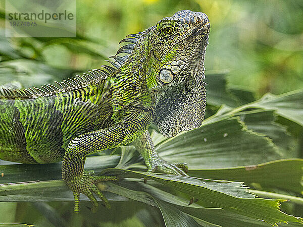 Ein erwachsener männlicher Grüner Leguan (Iguana iguana)  der am Flughafen in Guayaquil  Ecuador  Südamerika  mit dem Kopf in der Sonne wackelt