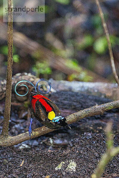 Ein männlicher Wilson-Paradiesvogel (Cicinnurus respublica) bei der Balz auf der Insel Waigeo  Raja Ampat  Indonesien  Südostasien  Asien