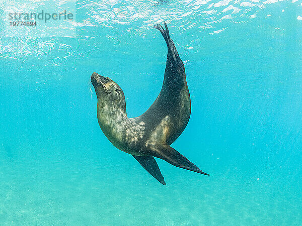 Galapagos-Seelöwe (Zalophus wollebaeki)  beim Spielen unter Wasser  Punta Pitt  Insel San Cristobal  Galapagos-Inseln  UNESCO-Weltkulturerbe  Ecuador  Südamerika