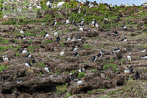 Nahaufnahme von Papageientauchern  Vogelbeobachtungsstelle für Papageientaucher in Elliston  Bonavista-Halbinsel  Neufundland  Kanada  Nordamerika