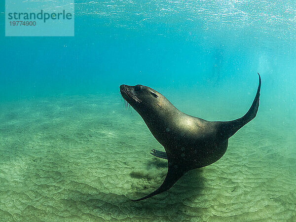 Galapagos-Seelöwe (Zalophus wollebaeki) beim Spielen unter Wasser  Punta Pitt  Insel San Cristobal  Galapagos-Inseln  UNESCO-Weltkulturerbe  Ecuador  Südamerika