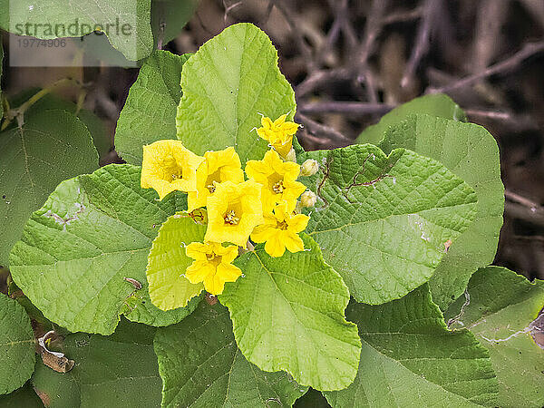 Gelbe Cordia (Cordia lutea)  Urbina Bay  Insel Santiago  Galapagos-Inseln  UNESCO-Weltkulturerbe  Ecuador  Südamerika