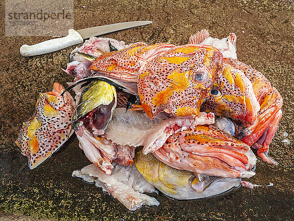 Haufen Fischköpfe auf dem Fischmarkt in Puerto Azorra  Insel Santa Cruz  Galapagos-Inseln  UNESCO-Weltkulturerbe  Ecuador  Südamerika