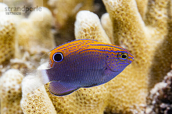 Eine ausgewachsene gesprenkelte Jungfer (Pomacentrus bankanensis) vor dem Riff auf der Insel Wohof  Raja Ampat  Indonesien  Südostasien