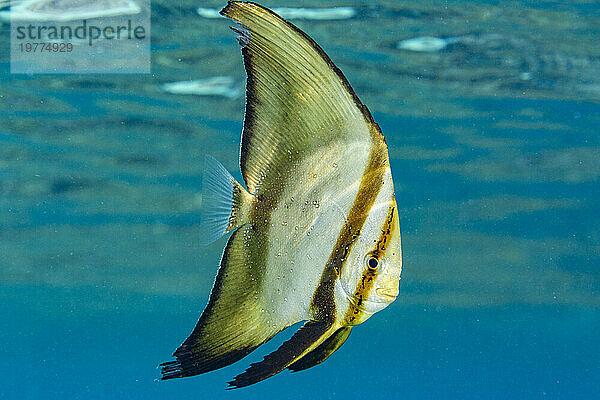 Ein ausgewachsener runder Fledermausfisch (Platax orbicularis) vor dem Riff auf der Insel Bangka  in der Nähe von Manado  Indonesien  Südostasien