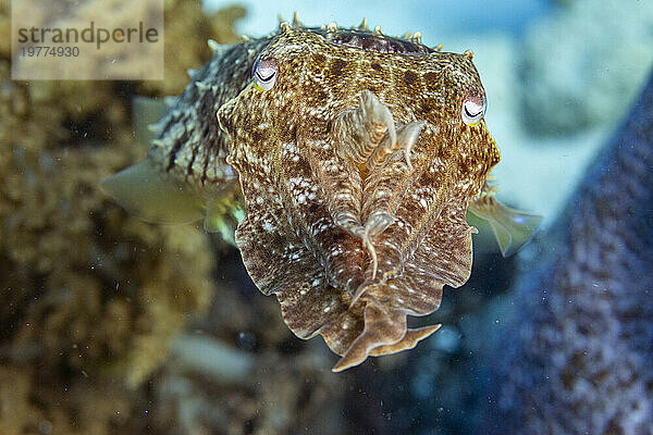 Ein ausgewachsener Breitkeulen-Tintenfisch (Sepia latimanus) vor dem Riff auf der Insel Bangka  in der Nähe von Manado  Indonesien  Südostasien