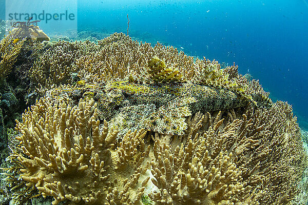 Ein ausgewachsenes Flachkopfkrokodil (Cymbacephalus beauforti)  getarnt in der Koralle  Insel Waigeo  Raja Ampat  Indonesien  Südostasien  Asien