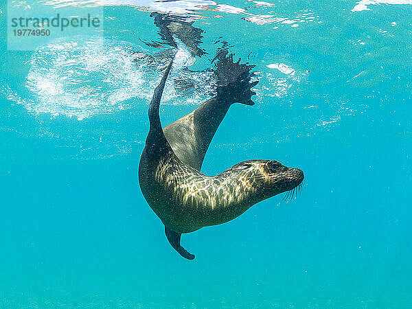 Galapagos-Seelöwe (Zalophus wollebaeki) beim Spielen unter Wasser  Punta Pitt  Insel San Cristobal  Galapagos-Inseln  UNESCO-Weltkulturerbe  Ecuador  Südamerika