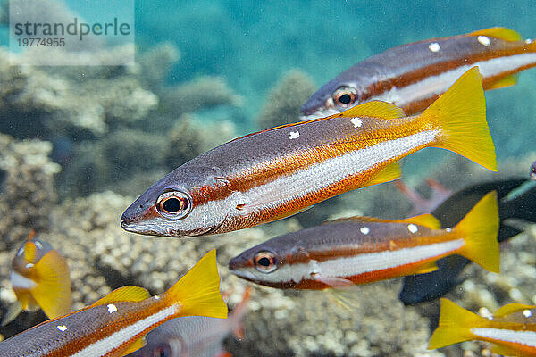 Ein ausgewachsener Zweipunkt-Schnapper (Lutjanus biguttatus) am Riff vor der Insel Wohof  Raja Ampat  Indonesien  Südostasien