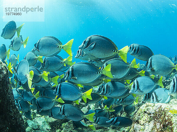 Eine Schule von Rasiermesser-Doktorfischen (Prionurus laticlavius) am Riff der Insel Fernandina  Galapagos-Inseln  UNESCO-Weltkulturerbe  Ecuador  Südamerika