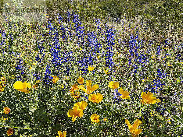 Blühende Wildblumen nach einer besonders guten Regenzeit im Picacho Peak State Park  Arizona  Vereinigte Staaten von Amerika  Nordamerika