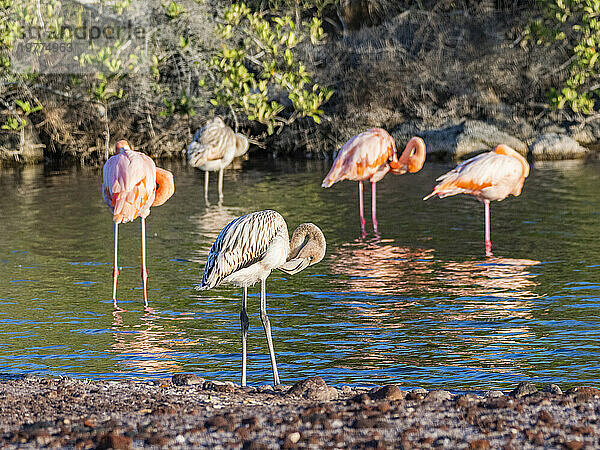 Ein Schwarm amerikanischer Flamingos (Phoenicopterus ruber)  der sich von Artesmia-Garnelen ernährt  Insel Rabida  Galapagosinseln  UNESCO-Weltkulturerbe  Ecuador  Südamerika