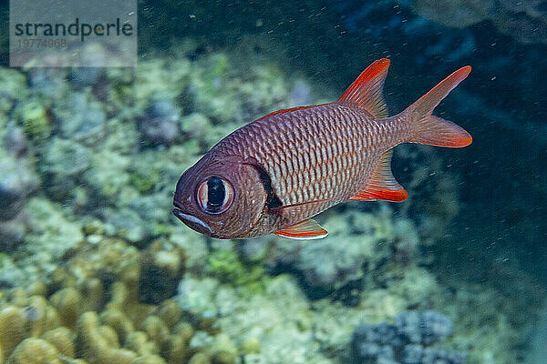 Ein erwachsener Soldatenfisch (Myripristis spp)  vor dem Riff auf der Insel Kawe  Raja Ampat  Indonesien  Südostasien