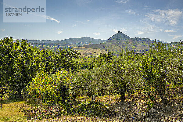 Blick auf Olivenbäume und Landschaft in Richtung San Leo  Provinz San Rimini  Emilia-Romagna  Italien  Europa