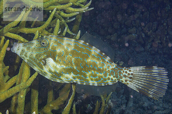 Ein ausgewachsener Feilenfisch (Aluterus scriptus) auf dem Riff vor der Insel Kri  Raja Ampat  Indonesien  Südostasien  Asien