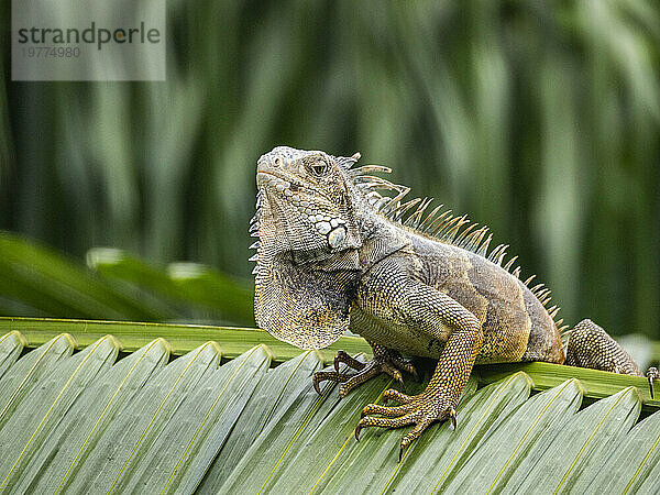 Ein erwachsener männlicher grüner Leguan (Iguana iguana)  der sich am Flughafen in Guayaquil  Ecuador  Südamerika  in der Sonne sonnt