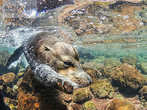 Erwachsener männlicher Galapagos-Seelöwe (Zalophus wollebaeki)  unter Wasser auf der Insel Santiago  Galapagos-Inseln  UNESCO-Weltkulturerbe  Ecuador  Südamerika