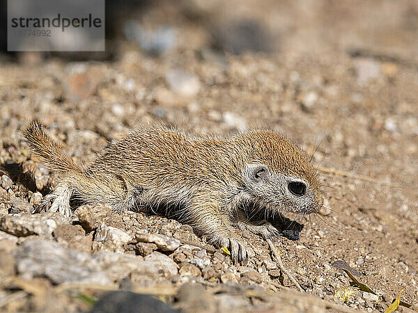 Rundschwanz-Ziesel (Xerospermophilus tereticaudus)  Brandi Fenton Park  Tucson  Arizona  Vereinigte Staaten von Amerika  Nordamerika