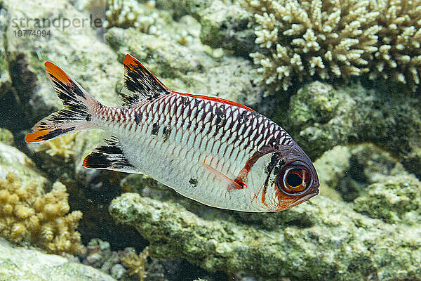 Ein erwachsener Soldatenfisch (Myripristis spp)  vor dem Riff auf der Insel Kawe  Raja Ampat  Indonesien  Südostasien