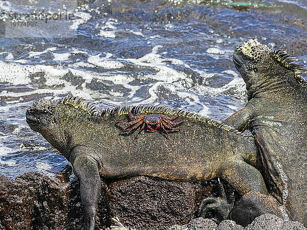 Eine erwachsene Sally-Lightfoot-Krabbe (Grapsus grapsus) auf einem Meeresleguan auf der Insel Fernandina  Galapagos  UNESCO-Weltkulturerbe  Ecuador  Südamerika