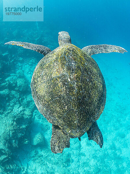 Ausgewachsene Grüne Meeresschildkröte (Chelonia mydas)  surft nach Luft in der Nähe der Insel Fernandina  Galapagos-Inseln  UNESCO-Weltkulturerbe  Ecuador  Südamerika