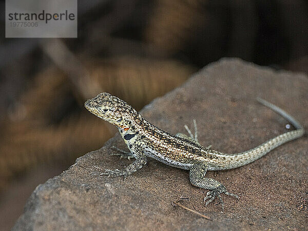 Erwachsene weibliche Galapagos-Lava-Eidechse (Microlophus albemarlensis)  Santa Cruz Island  Galapagos-Inseln  UNESCO-Weltkulturerbe  Ecuador  Südamerika