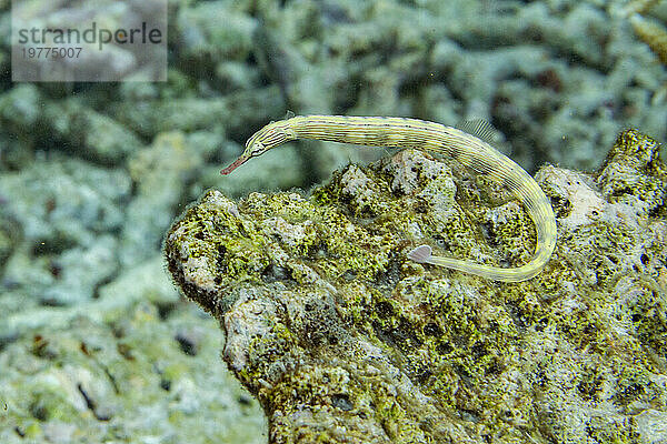 Ein ausgewachsener Bandnadelfisch (Dunckerocampus dactyliophorus) am Riff vor der Insel Wohof  Raja Ampat  Indonesien  Südostasien