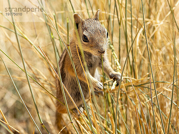 Ein erwachsenes Goldmantel-Ziesel (Callospermophilus lateralis) im Bryce-Canyon-Nationalpark  Utah  Vereinigte Staaten von Amerika  Nordamerika