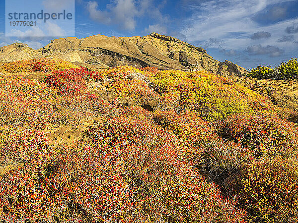 Galapagos-Teppich (Sesuvium edmonstonei)  Punta Pitt  Insel San Cristobal  Galapagos  UNESCO-Weltkulturerbe  Ecuador  Südamerika