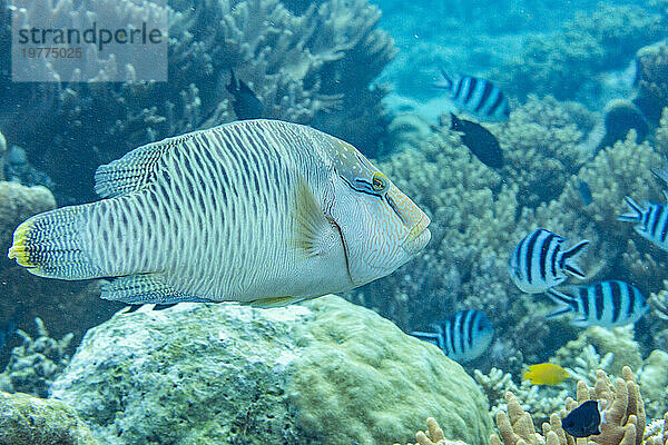 Ein ausgewachsener Napoleon-Lippfisch (Cheilinus undulatus) vor dem Riff auf der Insel Kawe  Raja Ampat  Indonesien  Südostasien