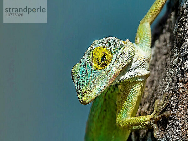 Antiguanische Anolis-Eidechse (Anolis leachii) auf Bermuda  Atlantik  Nordamerika