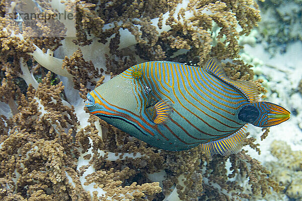 Ein ausgewachsener Orangenstreifen-Drückerfisch (Balistapus undulatus) vor dem Riff auf der Insel Wohof  Raja Ampat  Indonesien