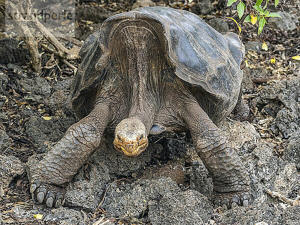 Gefangene Galapagos-Riesenschildkröte (Chelonoidis spp)  Charles-Darwin-Forschungsstation  Insel Santa Cruz  Galapagos-Inseln  UNESCO-Weltkulturerbe  Ecuador  Südamerika